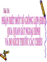 bài giảng công nghệ 7 bài 36 nhận biết một số giống lợn qua quan sát ngoại hình và đo kích thước các chiều