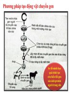 Tìm hiểu quy trình tạo cừu tổng hợp protein người trong sữa và động vật biến đổi gen