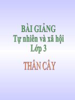 bài giảng tự nhiên xã hội lớp 3 bài 41 thân cây
