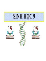 giáo án than khảo bồi dưỡng thao giảng, thi giáo viên giỏi môn sinh học lớp 9 tiết 23 đột biến cấu trúc nhiễm sắc thể (4)