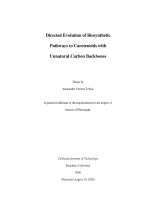 directed evolution of biosynthetic pathways to carotenoids with unnatural carbon backbones