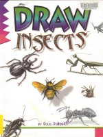 draw insects