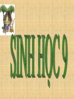 giáo án than khảo bồi dưỡng thao giảng, thi giáo viên giỏi môn sinh học lớp 9 tiết 23 đột biến cấu trúc nhiễm sắc thể (13)
