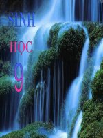 giáo án than khảo bồi dưỡng thao giảng, thi giáo viên giỏi môn sinh học lớp 9 tiết 23 đột biến cấu trúc nhiễm sắc thể (14)