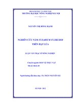 Nghiên cứu nấm fusarium fujikuroi trên hạt lúa