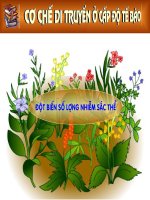 giáo án bồi dưỡng thao giảng thi giáo viên giỏi tham khảo tiết 25 đột biến số lượng nhiễm sắc thể (1)