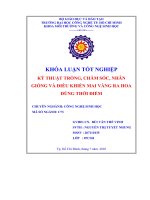 kỹ thuật trồng, chăm sóc, nhân giống và điều khiển mai vàng ra hoa đúng thời điểm