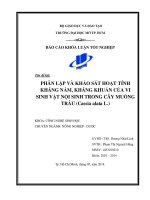 Phân lập và khảo sát hoạt tính kháng nấm, kháng khuẩn của vi sinh vật nội sinh trong cây muồng trâu (Cassia alata L.)