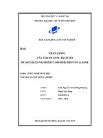 Nhân giống cây thanh long ruột đỏ Hylocerreus polyrhizus britton và Rose