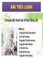 tiểu luận (công nghệ tế bào động vật)
