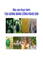 Báo cáo thực hànhTẠO GIỐNG BẰNG CÔNG NGHỆ GEN
