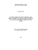 sử dụng độn lót nền chuồng lên men vi sinh vật trong chăn nuôi gà tàu vàng giai đoạn 6-10 tuần tuổi
