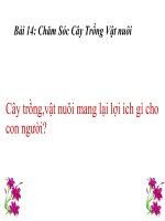 bài giảng đạo đức 3 bài 14 chăm sóc cây trồng vật nuôi