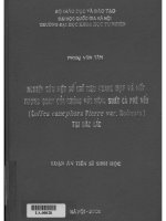 nghiên cứu một số chỉ tiêu quang hợp và mối tương quan của chúng với năng suất cà phê vối ( coffea canephora pierre var.robusta) tại đắc lắc