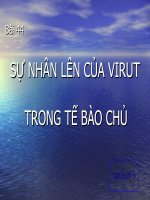 thuyết trình sinh học -sự nhân lên của virut ở tế bào chủ