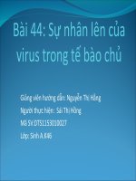 thuyết trình sinh học -chu trình nhân lên của virus trong tế bào chủ