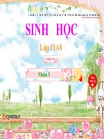 thuyết trình sinh học -dinh dưỡng nitơ ở thực vật