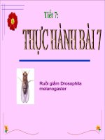 thuyết trinh sinh học - quan sát các dạng đột biến