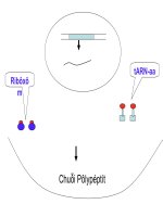 sinh học 12. bài 2.phiên mã - dịch mã (cơ bản)