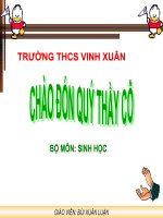 thuyết trinh sinh học -dây thần kinh tủy