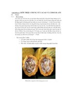 thành phần của ca cao và chocolate, ứng dụng của chúng - luận văn, đồ án, đề tài tốt nghiệp