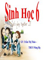 thuyết trình sinh học - ảnh hưởng của các điều kiện bên ngoài đến quang hợp, ý nghĩa cùa quang hợp (7)