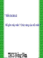 thuyết trình sinh học - cấu tạo miền hút của rễ (2)