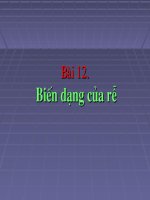 thuyết trình sinh học - biến dạng của rễ (8)