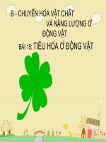 thuyết trình sinh học - tiêu hoá ở động vật