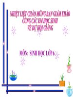 thuyết trình sinh học - ảnh hưởng của các điều kiện bên ngoài đến quang hợp, ý nghĩa cùa quang hợp (5)