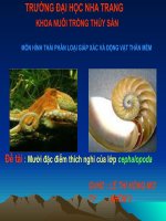mười đặc điểm thích nghi của lớp cephalopoda