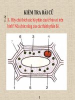 thuyết trình sinh học - sự lớn lên và phân chia của tế bào (2)