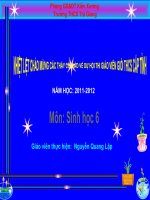 thuyết trình sinh học -biến dạng của lá (8)