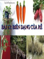 thuyết trình sinh học - biến dạng của rễ (4)
