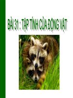 thuyết trình sinh học- tập tính của động vật (6)