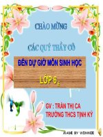thuyết trình sinh học -biến dạng của lá (6)