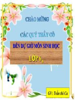 thuyết trình sinh học - biến dạng của rễ