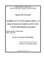 nghiên cứu tuyển chọn chủng vi khuẩn bacillus phân lập từ đất vườn sinh protease kiềm