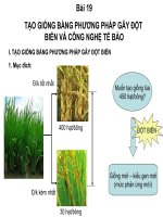 sinh học 12 bài 19. tạo giống bằng phương pháp gây đột biến và công nghệ tế bào