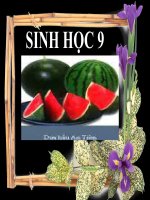 thuyết trình sinh học -  đột biến gen (20)