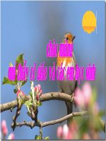 thuyết trình sinh học -  đột biến gen (23)