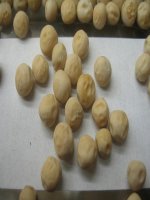 thuyết trình sinh học - menđen và di truyền học (3)