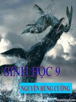 thuyết trình sinh học - bệnh và tật di truyền ở người (9)