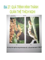 bài giảng sinh học 12 bài 27. quá trình hình thành quần thể thích nghi