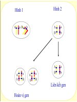 sinh học 12 bài 11. liên kết gen và hoán vị gen
