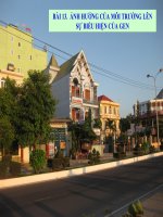 sinh học 12 bài 13. ảnh hưởng của môi trường lên sự biểu hiện của gen