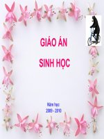 bài giảng sinh học 12 bài 30. quá trình hình thành loài (tiếp theo)