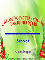 thuyết trình sinh học - khôi phục môi trường và gìn giữ thiên nhiên hoang dã