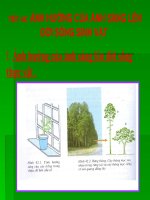 thuyết trình sinh học - ảnh hưởng của ánh sáng lên đời sống sinh vật (6)