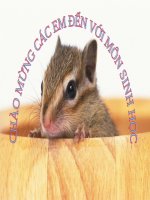 thuyết trình sinh học - giun đũa (2)